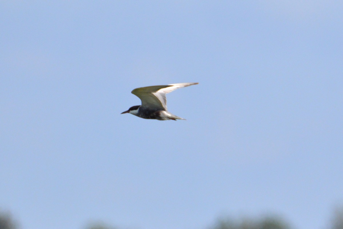 hvitkinnsvartterne - ML640260687