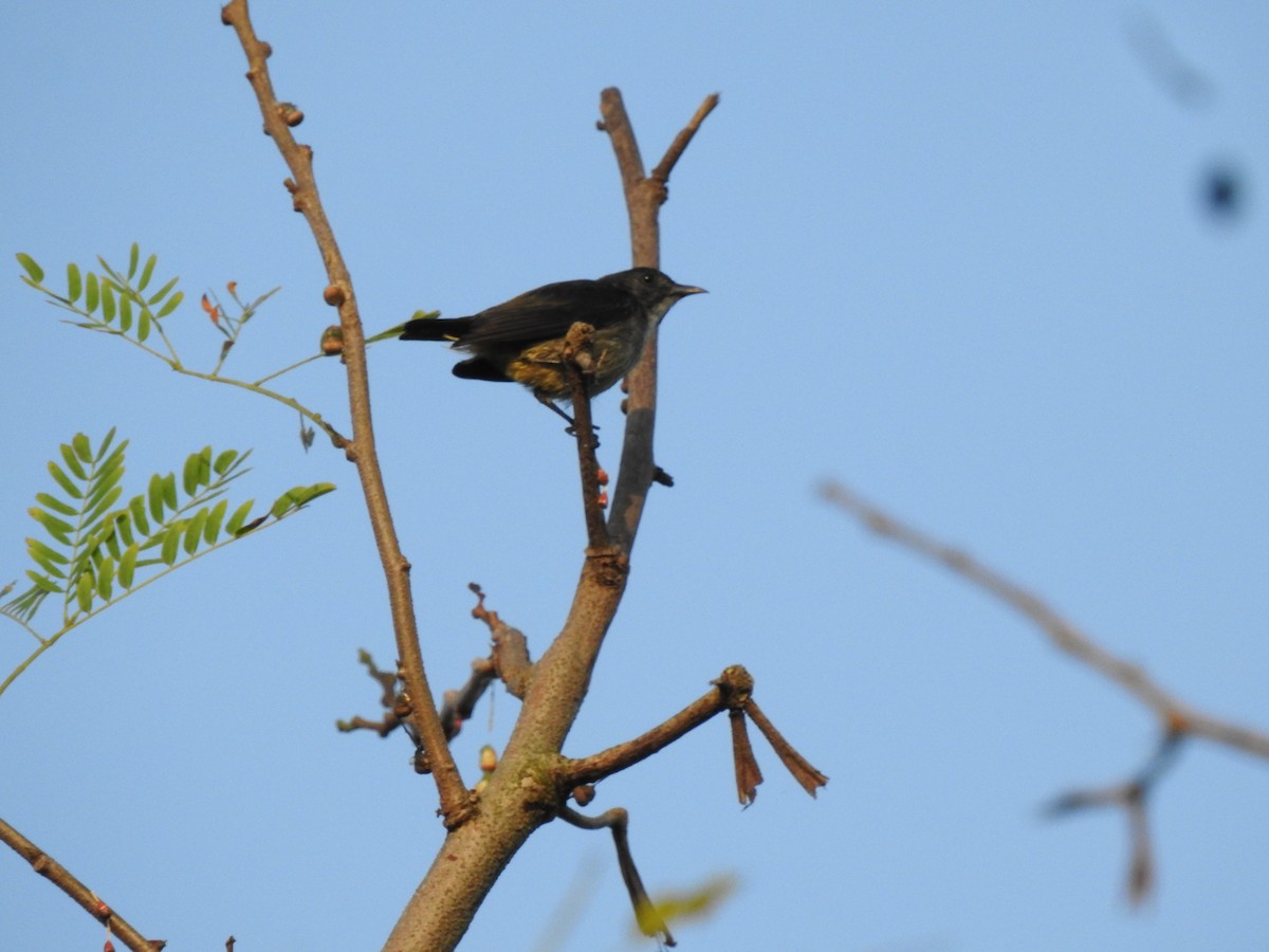 Zwergmistelfresser - ML640260747