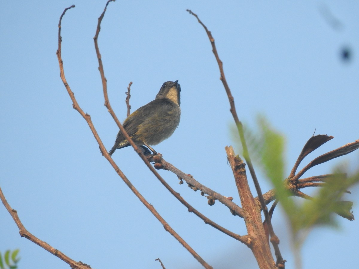 Zwergmistelfresser - ML640260748