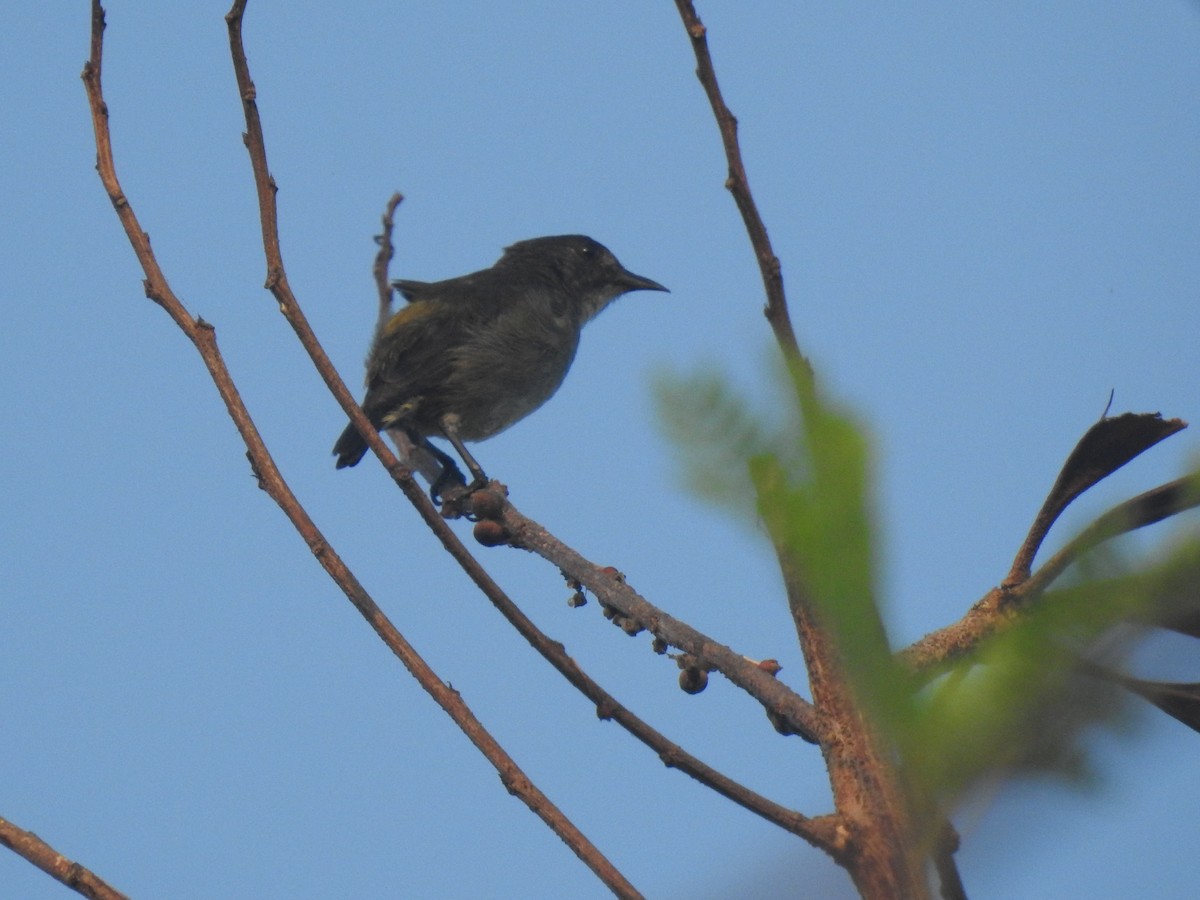 Pygmy Flowerpecker - ML640260749