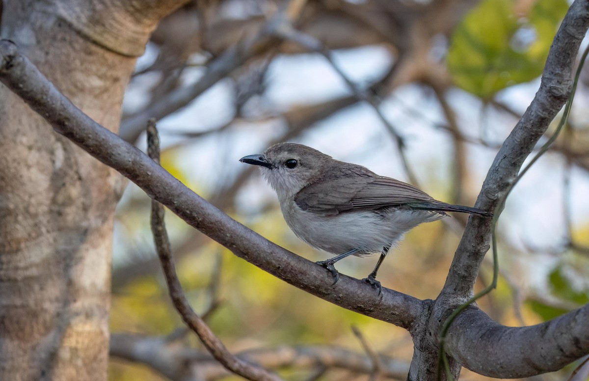 Gray Whistler - ML640260782