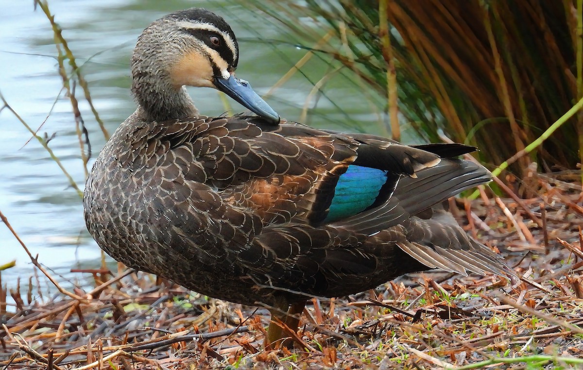 Canard à sourcils - ML640260794