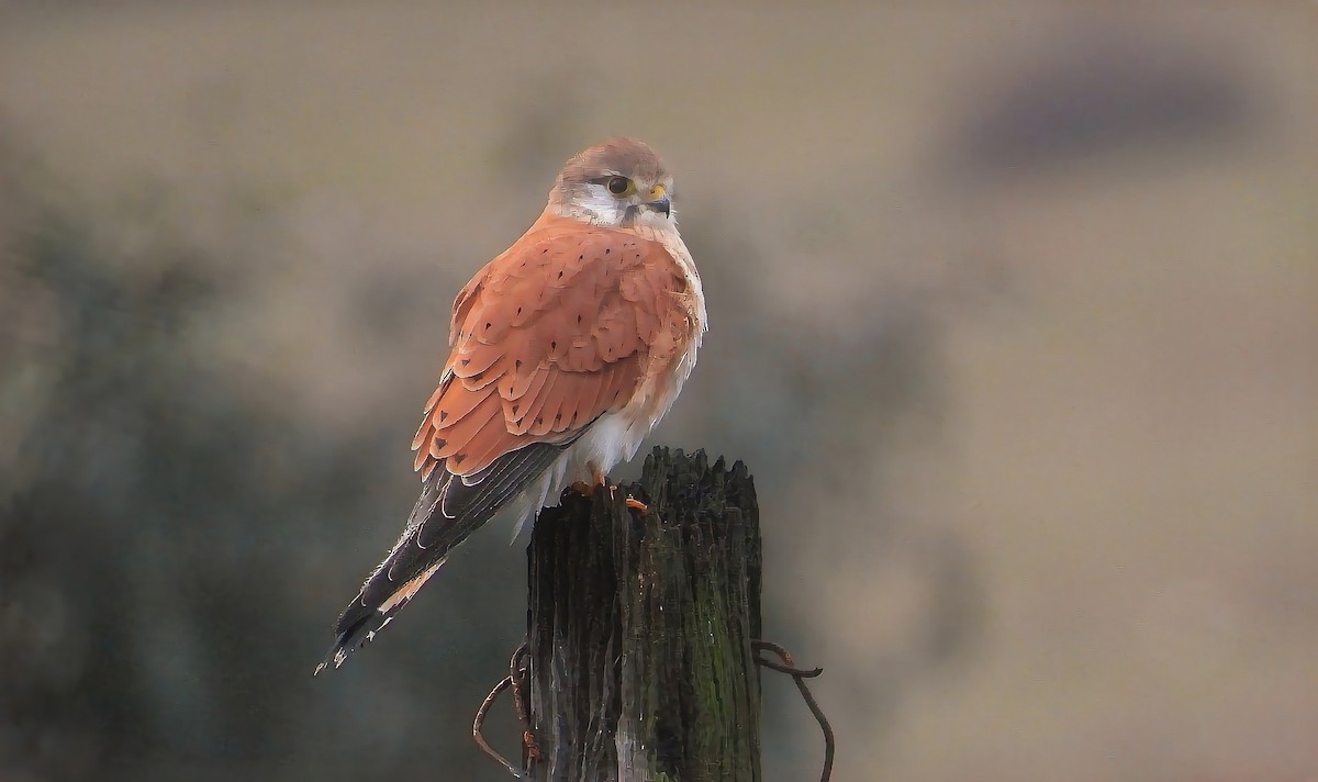 Crécerelle d'Australie - ML640260795