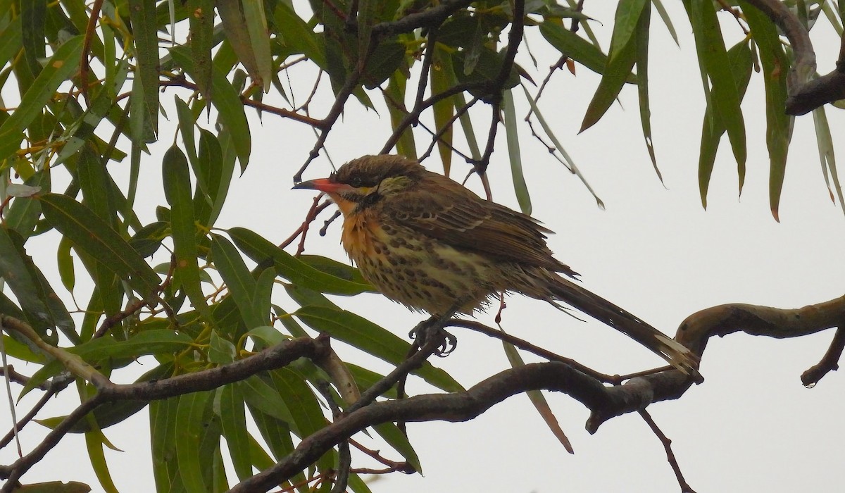 Méliphage à bavette - ML640260797