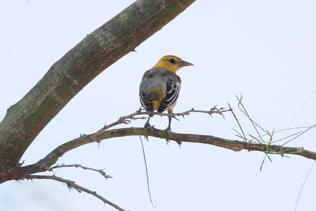 Bullock's Oriole - ML640260798