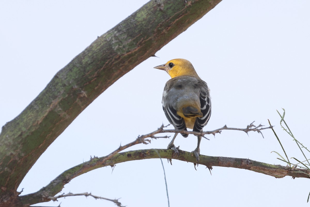 Bullock's Oriole - ML640260800