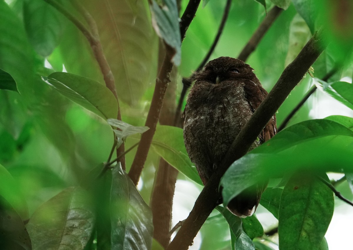 Middle American Screech-Owl - ML640260805
