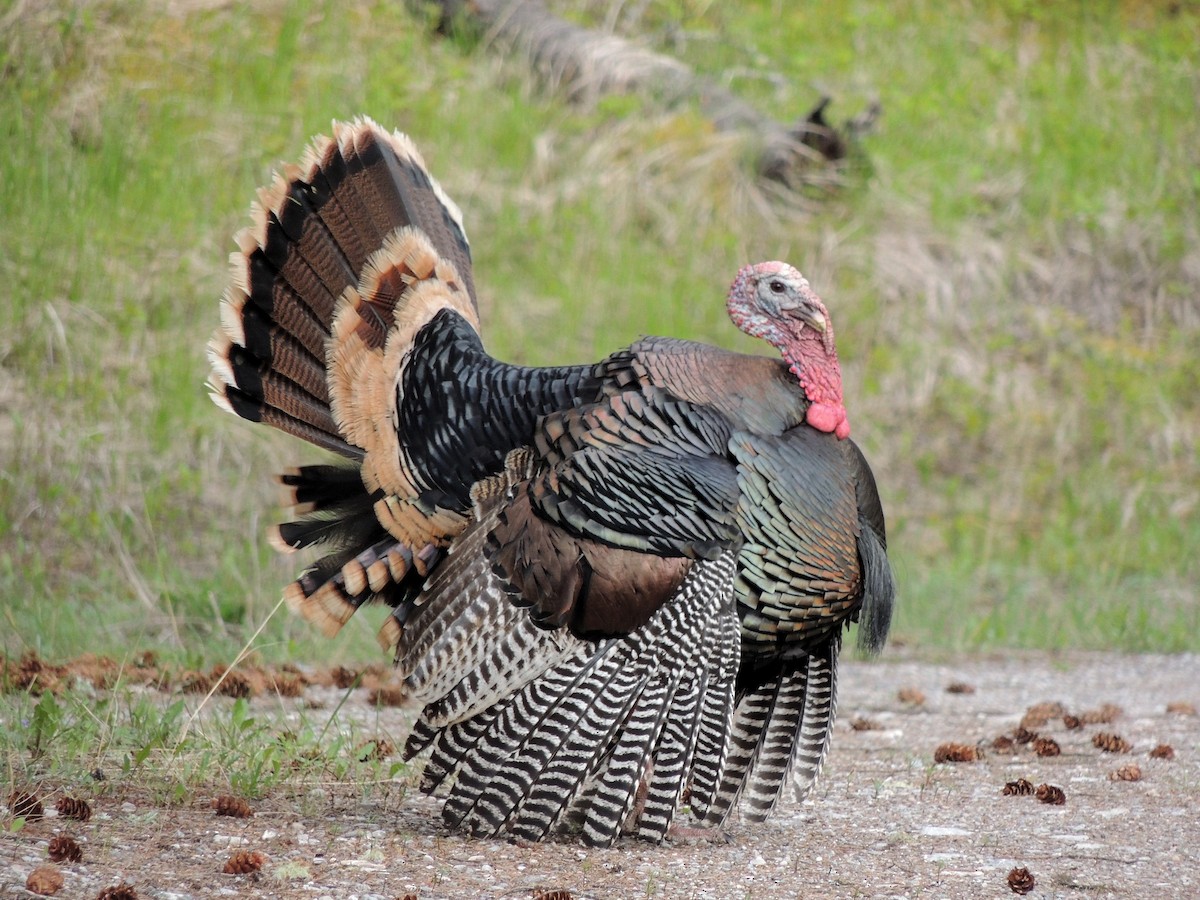 Wild Turkey - Brian McKenney