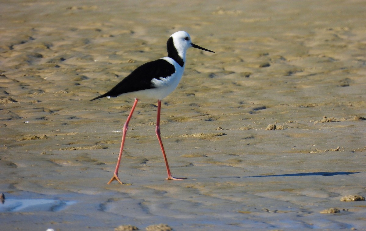 Échasse d'Australie - ML640260861