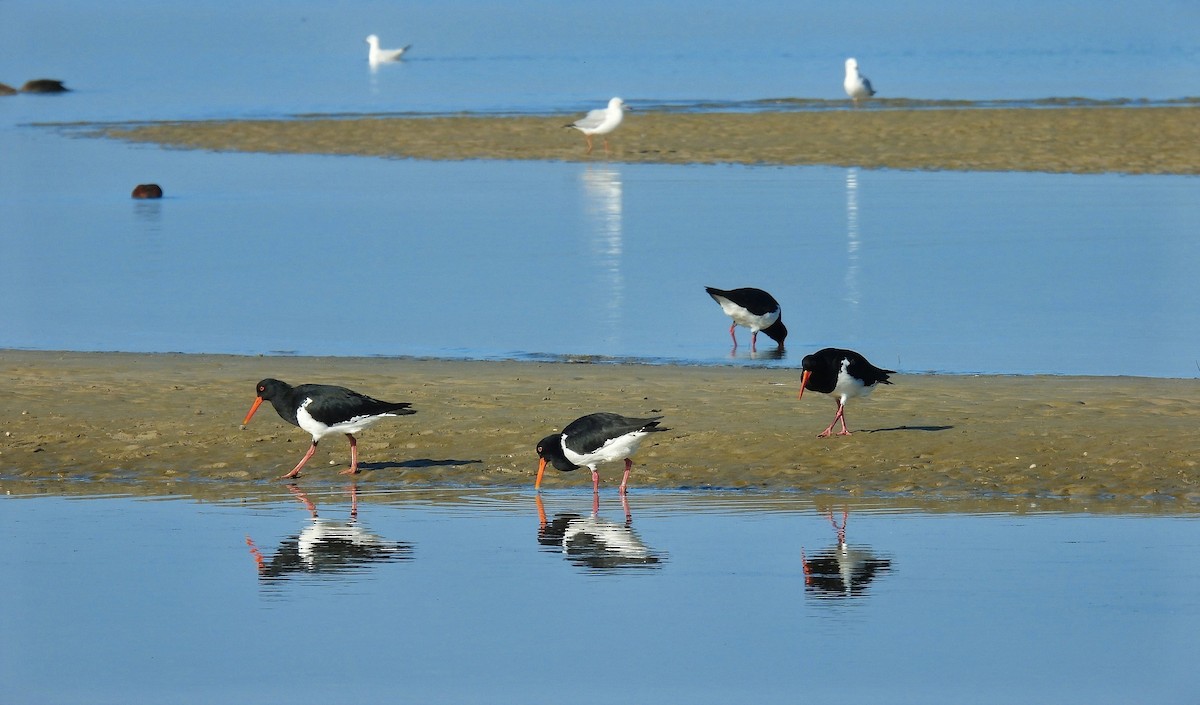 Huîtrier à long bec - ML640260864