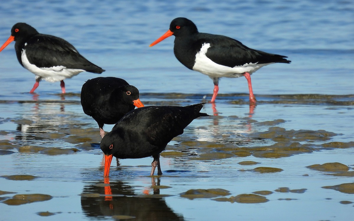 Huîtrier fuligineux - ML640260866