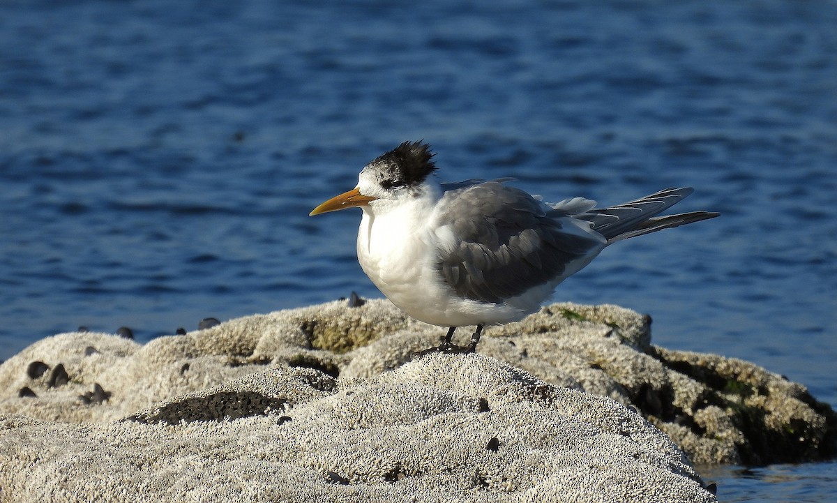 Sterne huppée - ML640260870