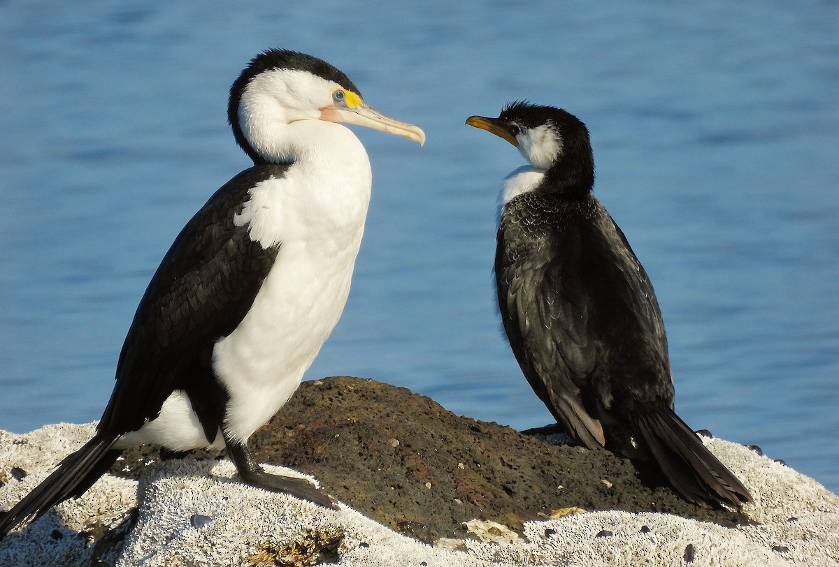 Cormoran pie - ML640260872