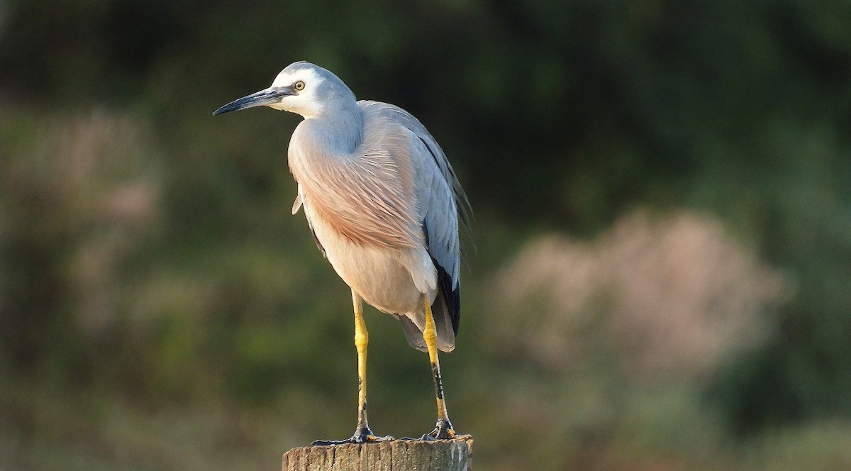 Aigrette à face blanche - ML640260875