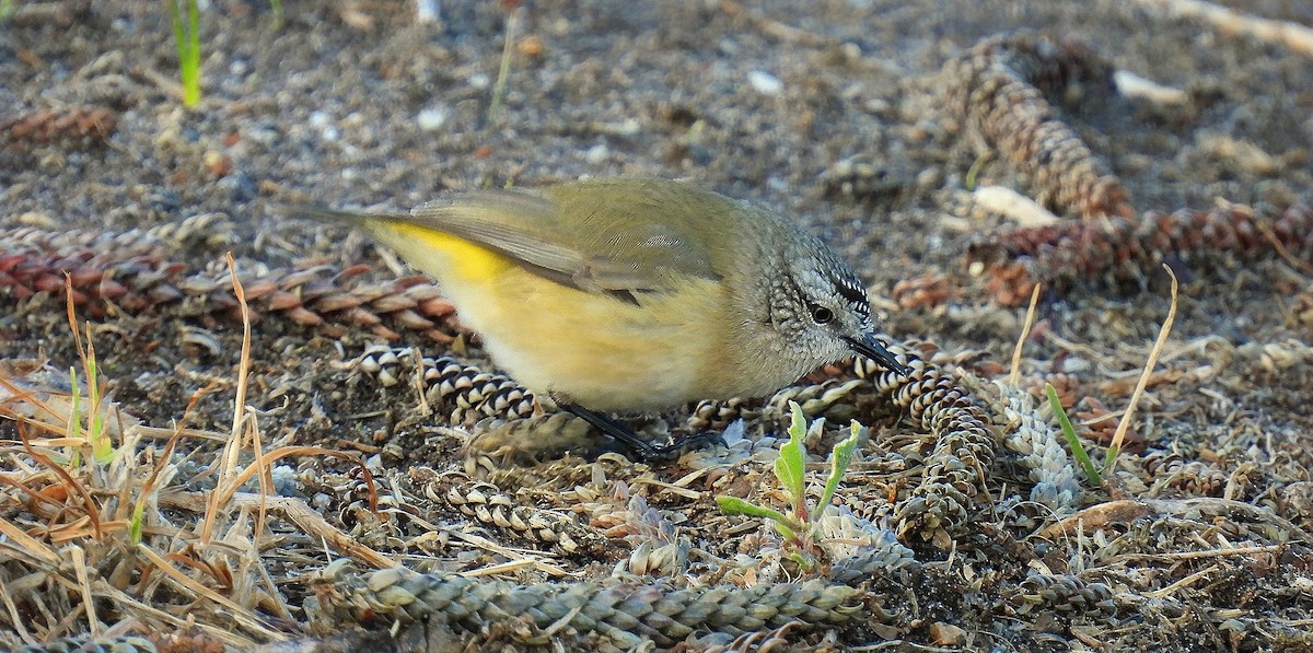 Acanthize à croupion jaune - ML640260877