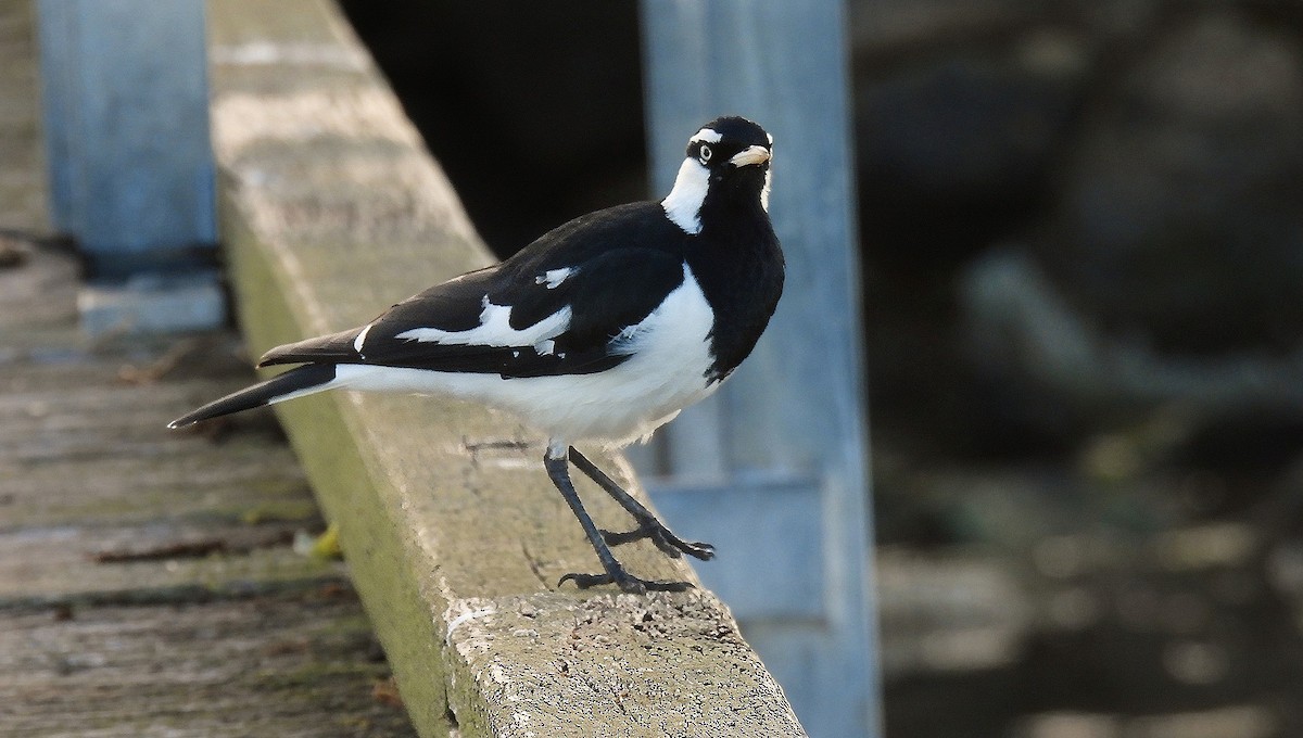 Gralline pie - ML640260878