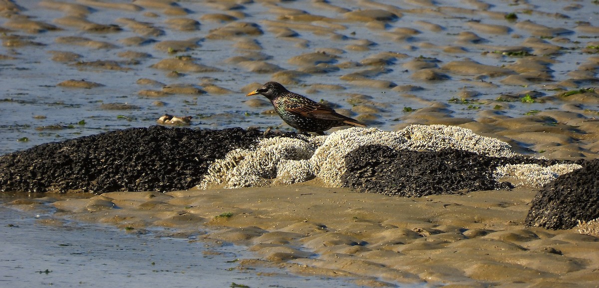 Étourneau sansonnet - ML640260880