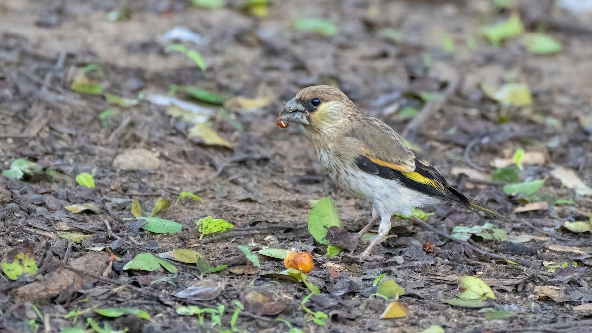 Arabian Grosbeak - ML640260885