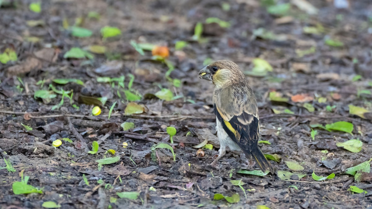 Arabian Grosbeak - ML640260886