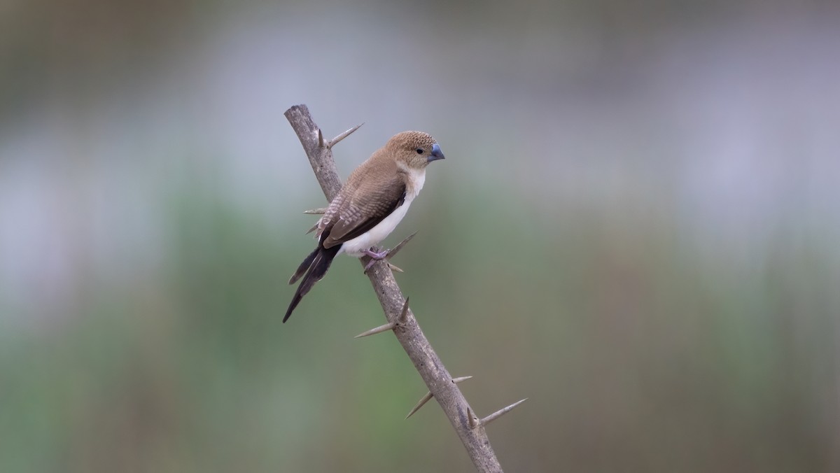 Capuchino Picoplata Africano - ML640260929