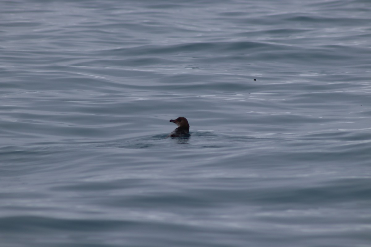 Little Penguin - ML640260943