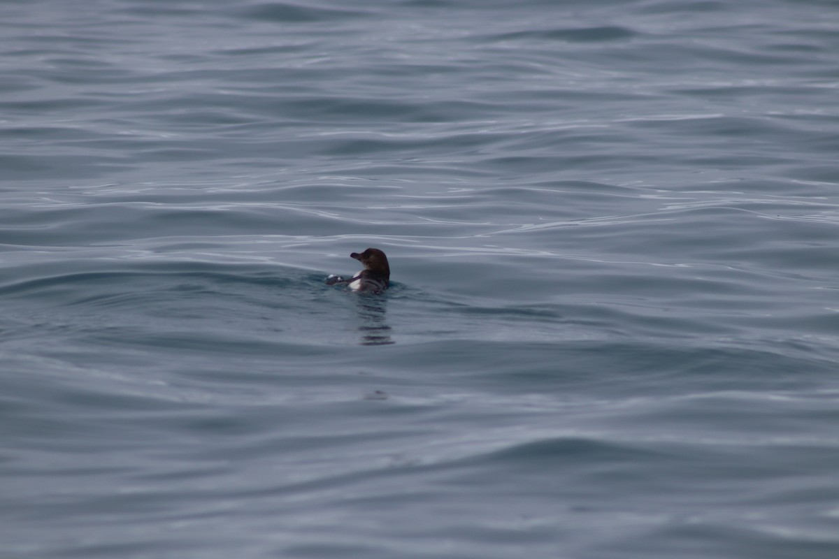 Little Penguin - ML640260944