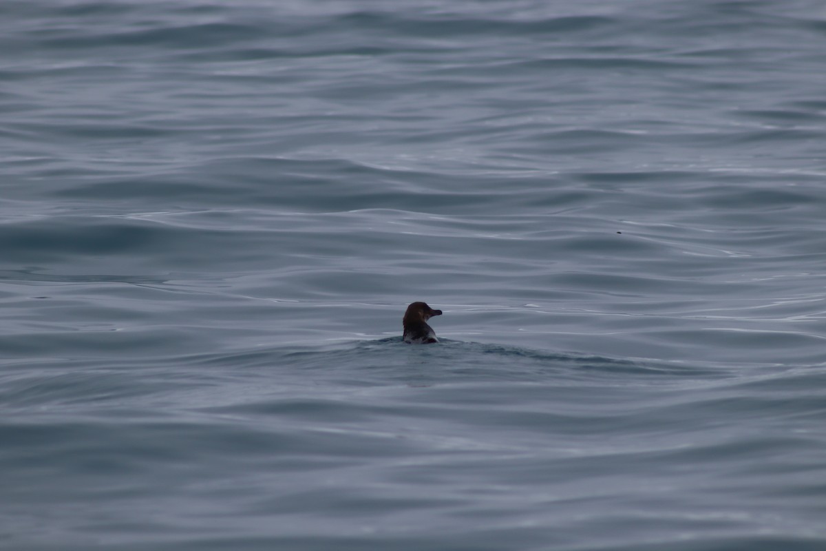 Little Penguin - ML640260945