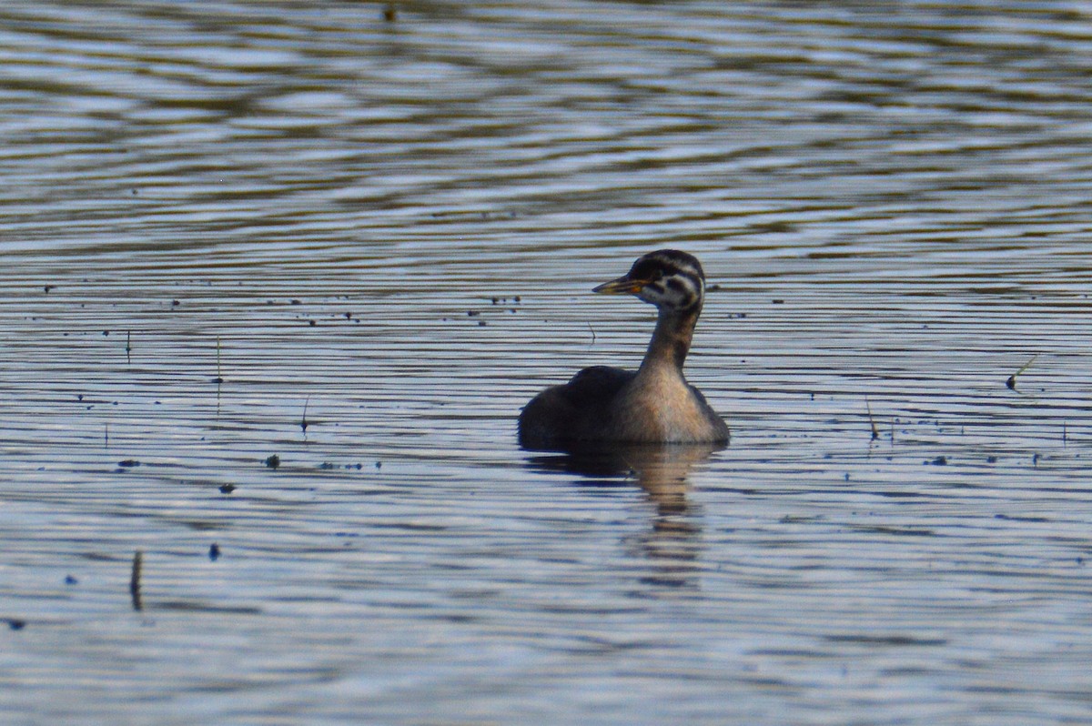 gråstrupedykker - ML640260951