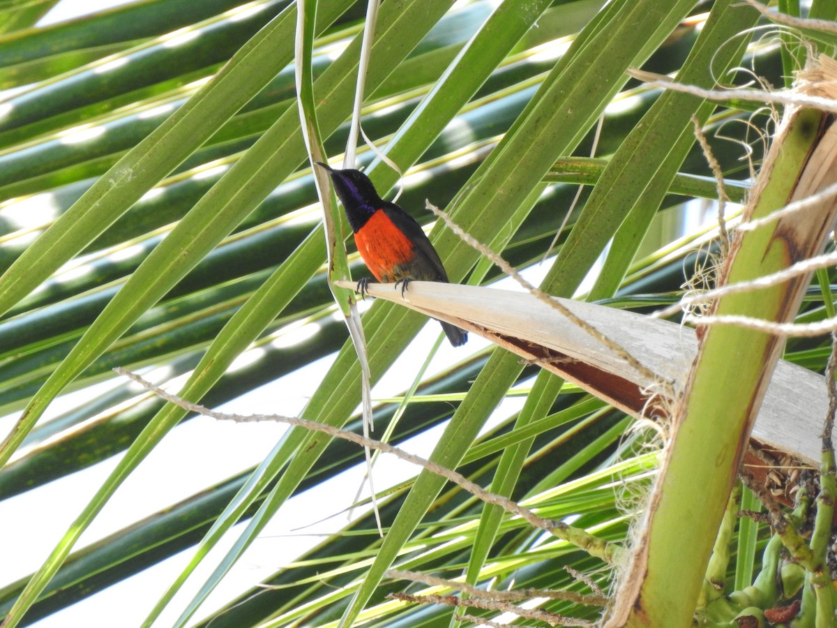 Purple-throated Sunbird - ML640260956