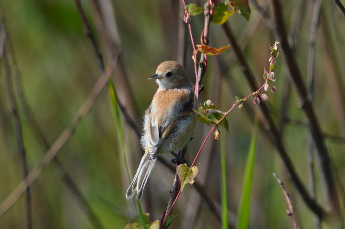 pungmeis - ML640260960