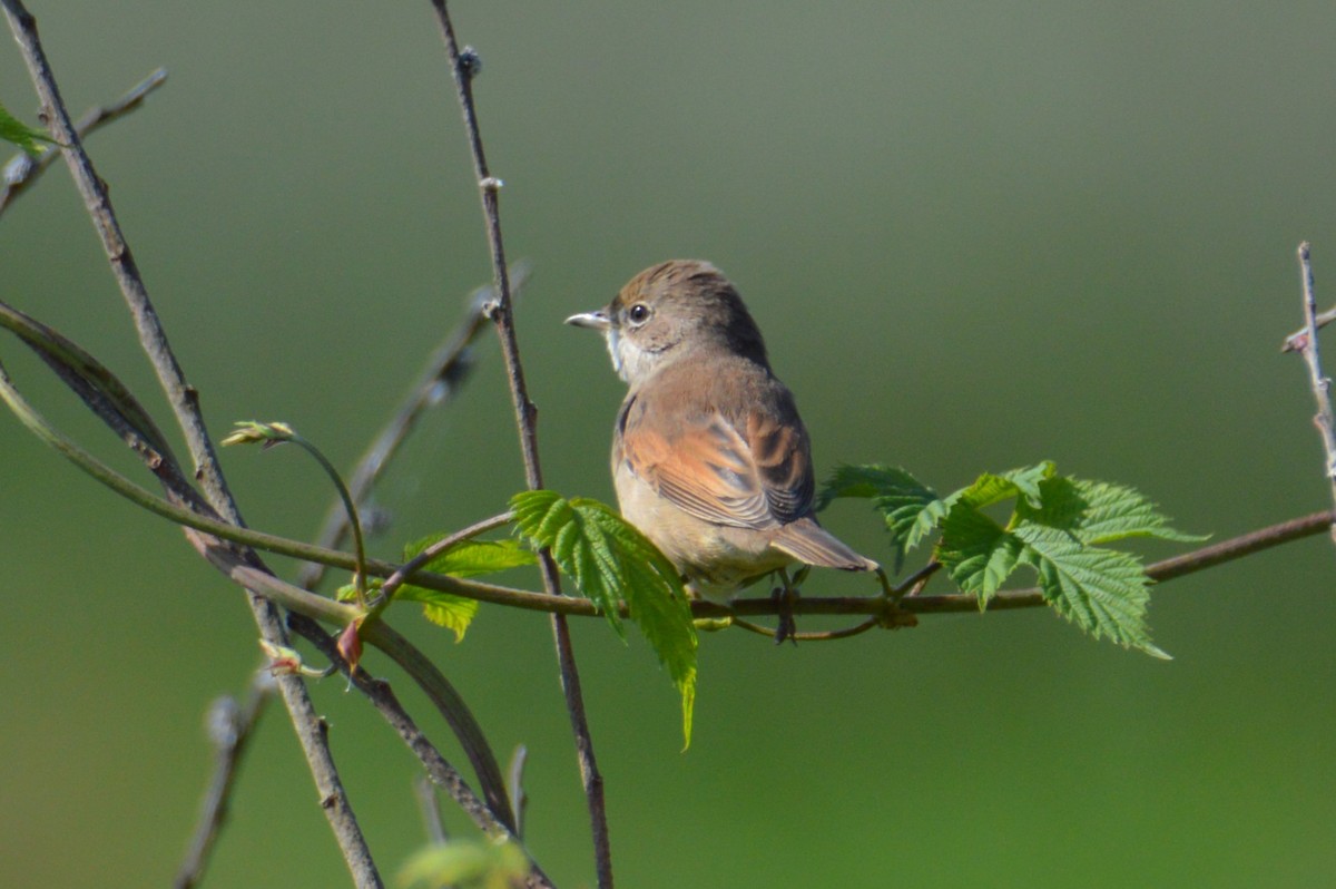 tornsanger - ML640260962