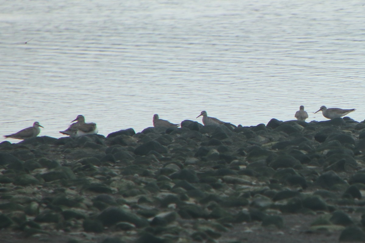 Коловодник попелястий - ML640260967