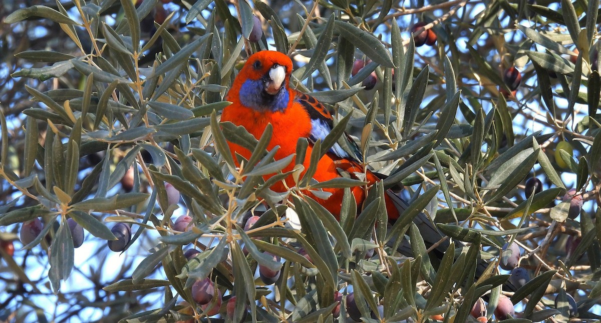 アカクサインコ - ML640261007