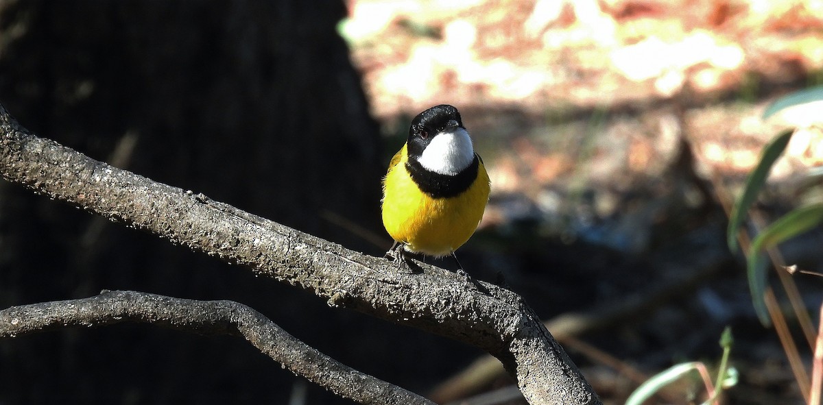 Golden Whistler - ML640261014
