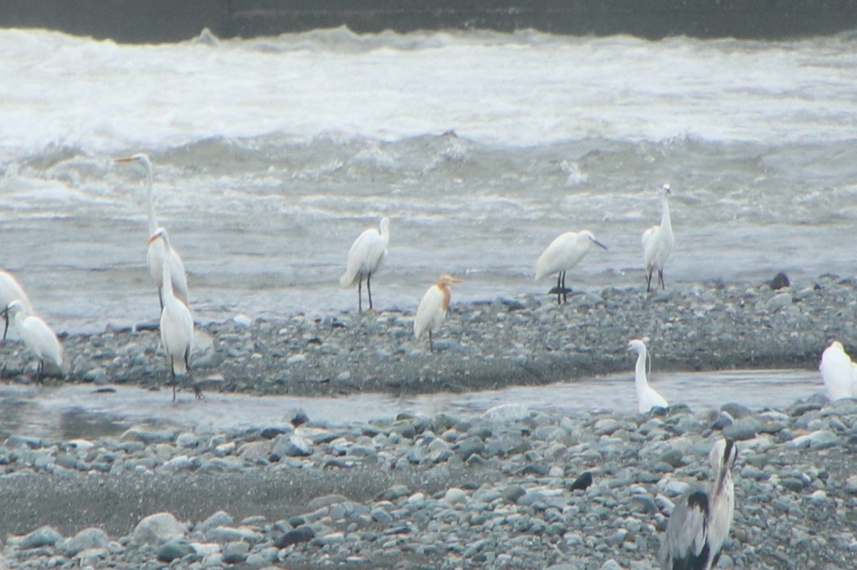 Чапля єгипетська східна - ML640261023