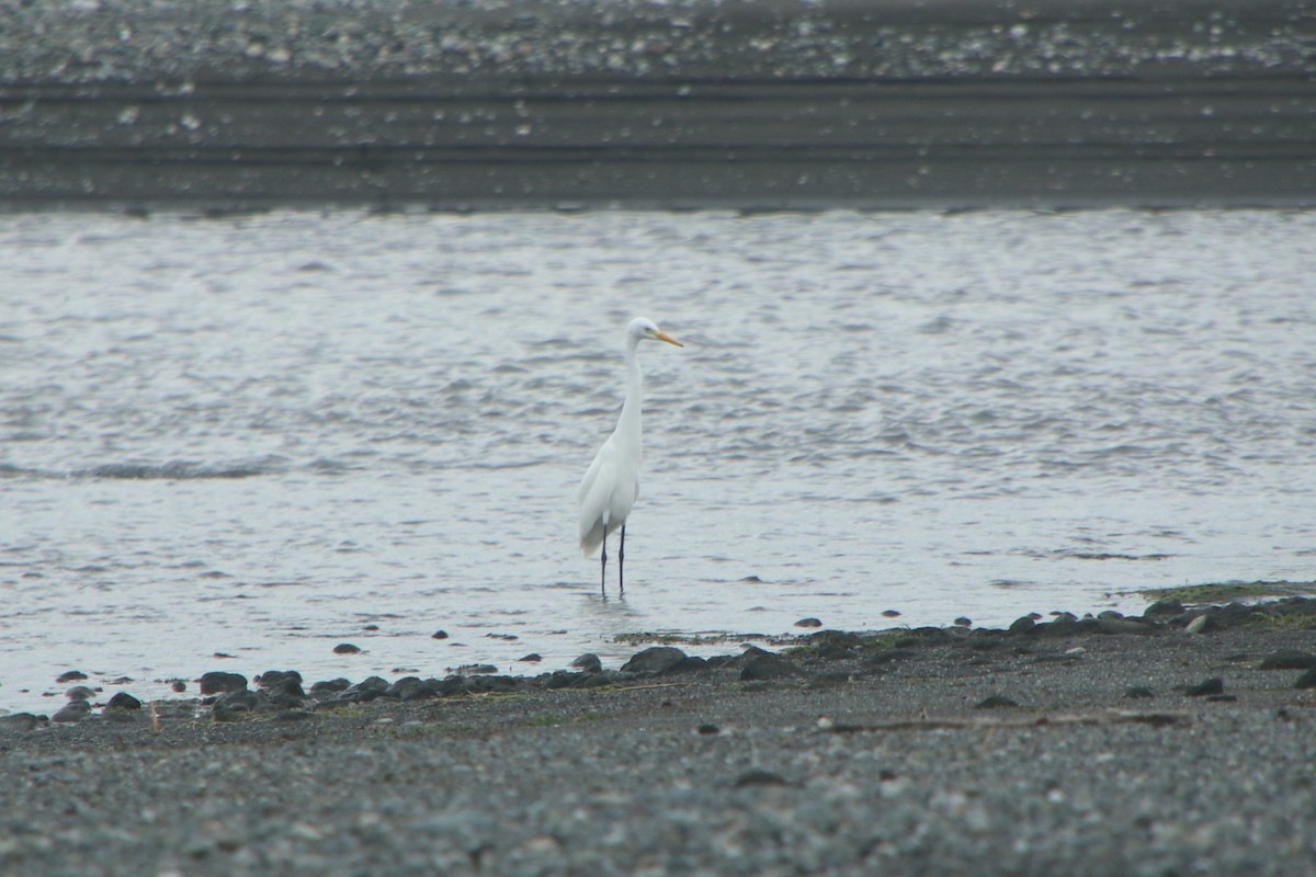Чапля середня - ML640261053