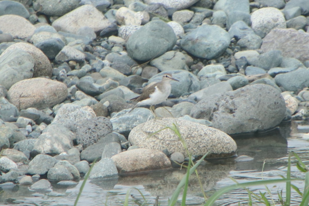 Набережник палеарктичний - ML640261071