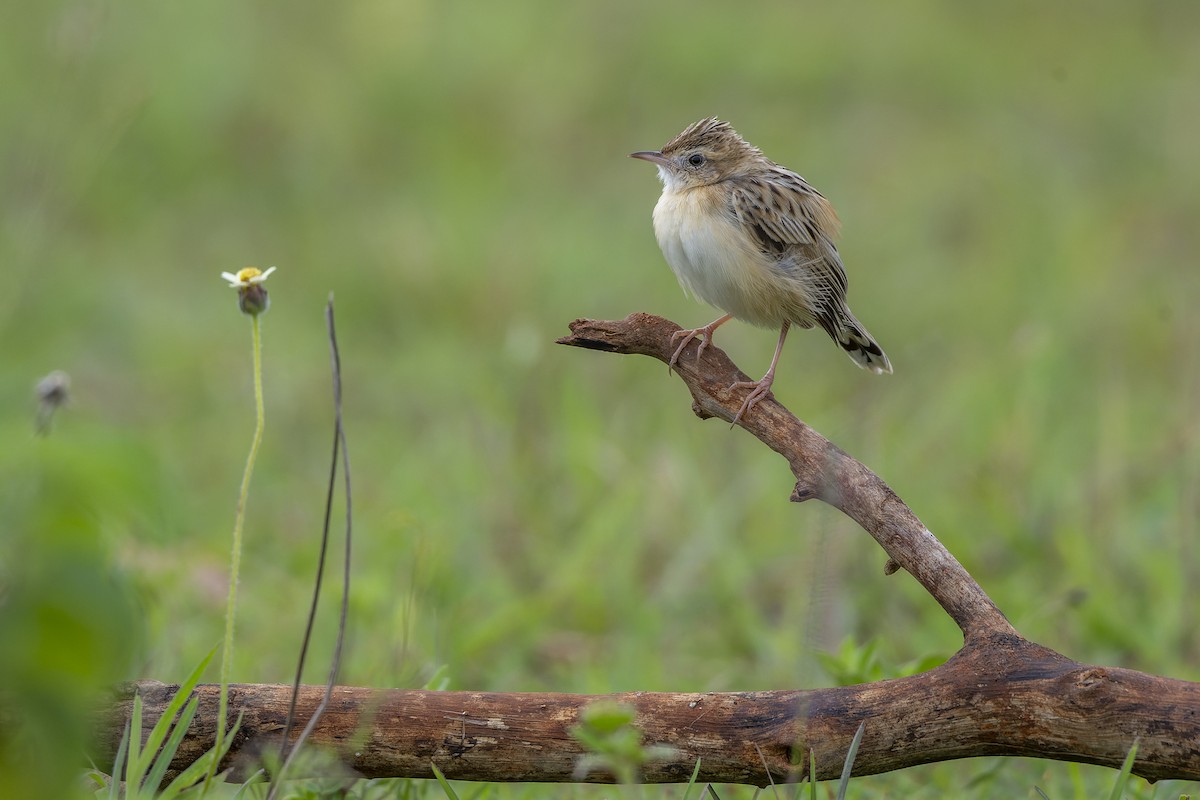 Zitting Cisticola - ML640261081