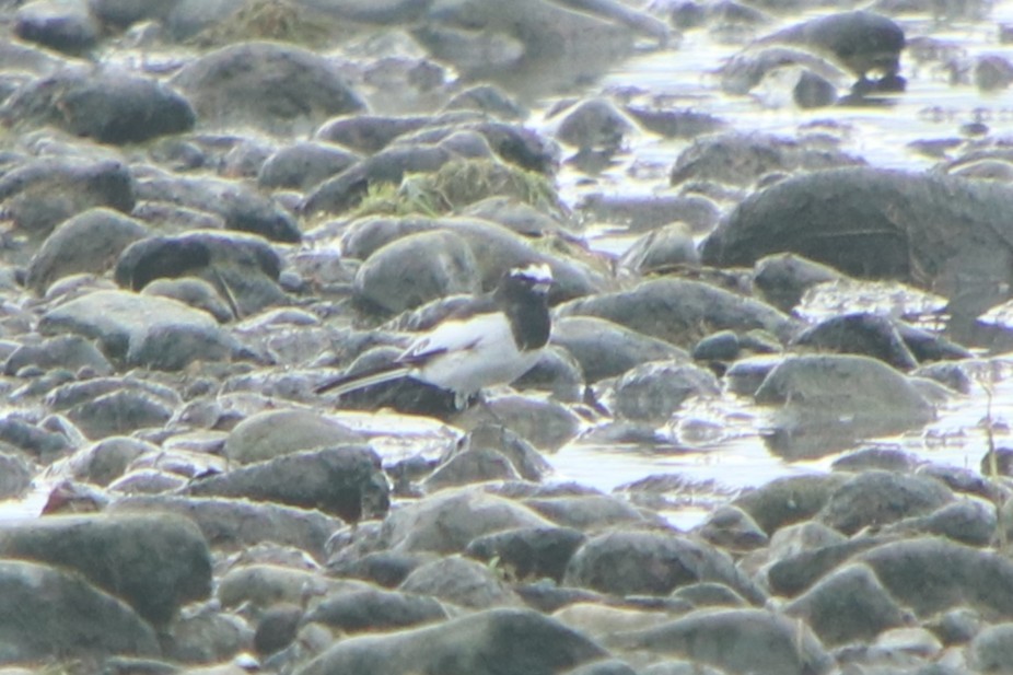 Плиска японська - ML640261084