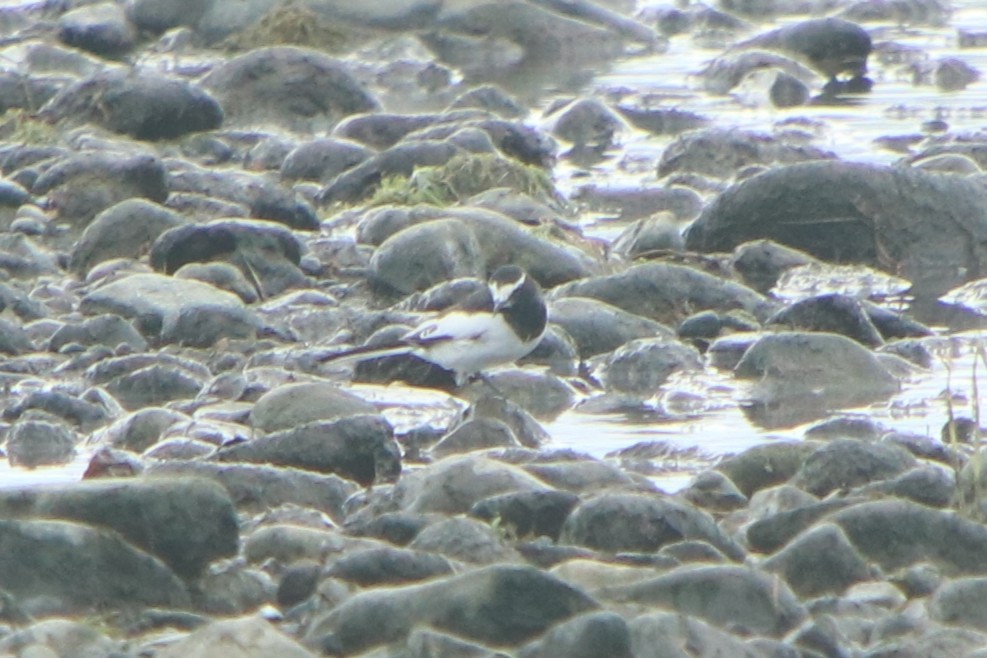 Плиска японська - ML640261085