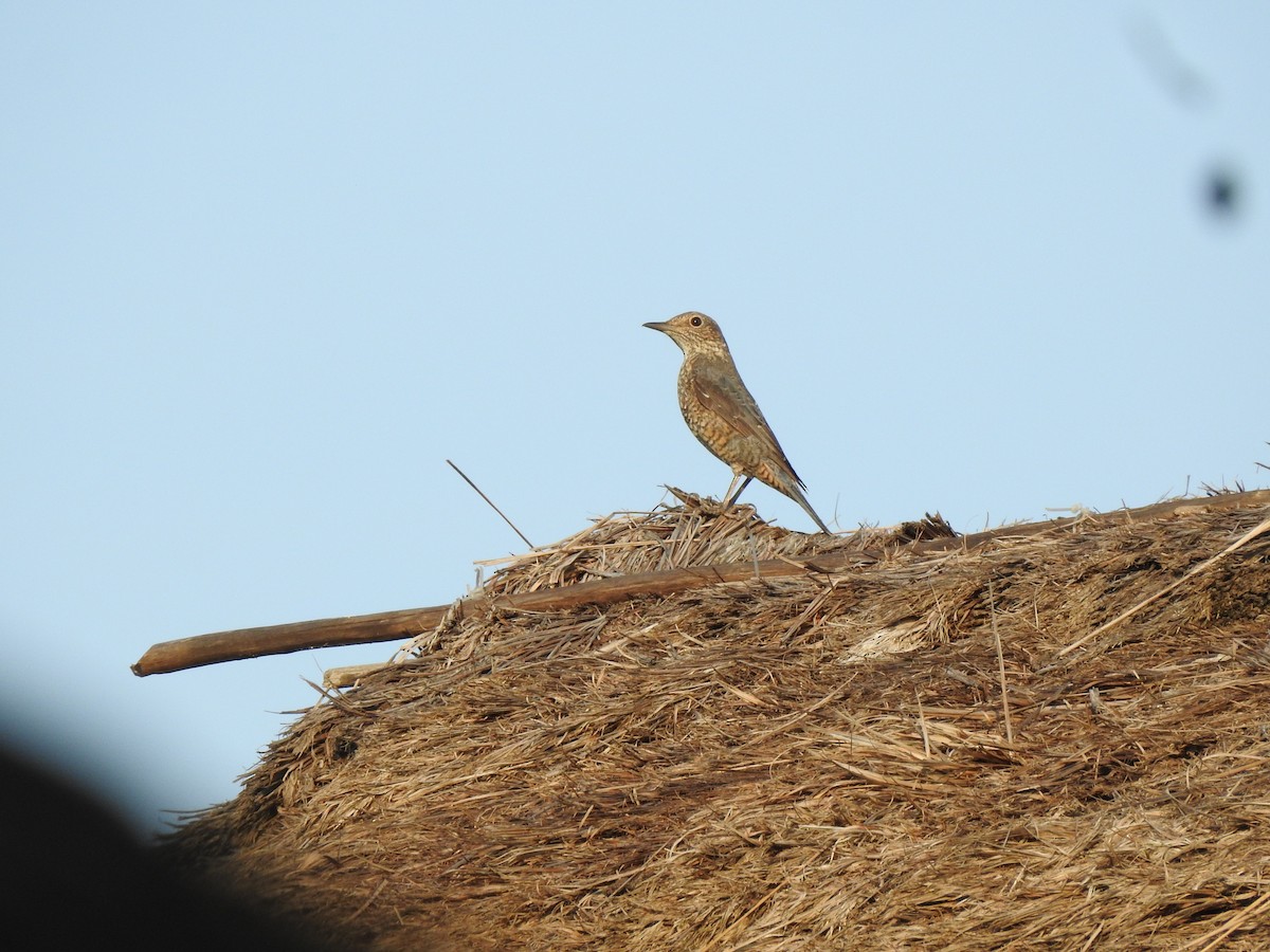 Blue Rock-Thrush - ML640261086