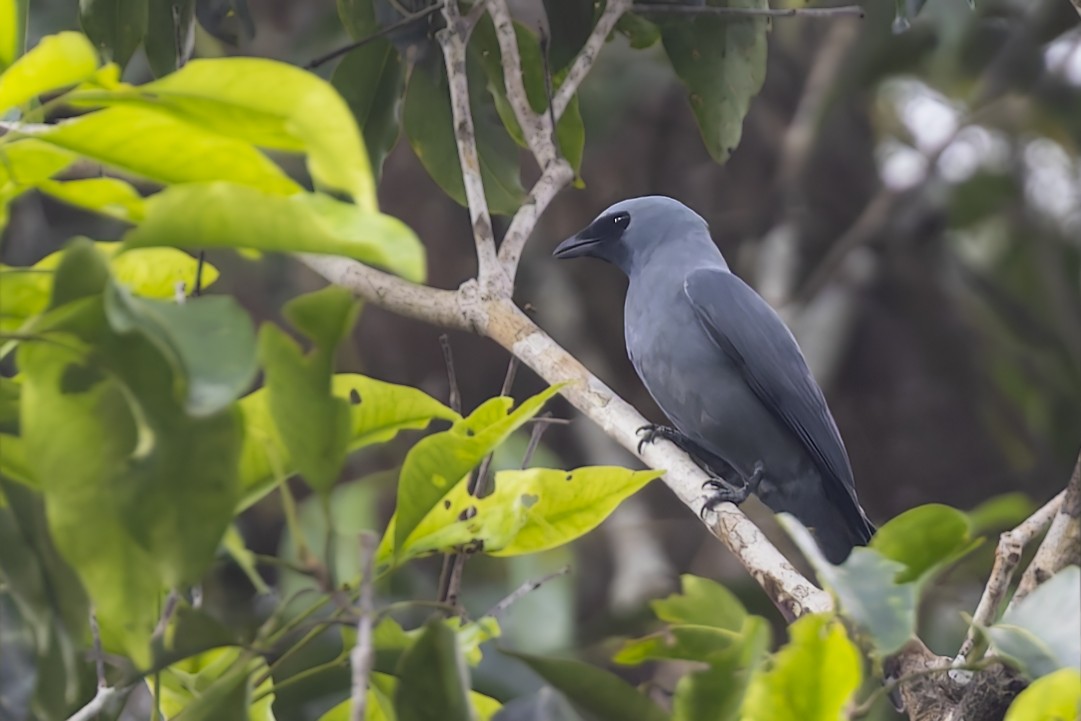 Boyer's Cuckooshrike - ML640261087
