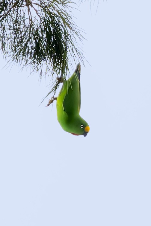Papuan Hanging-Parrot - ML640261212