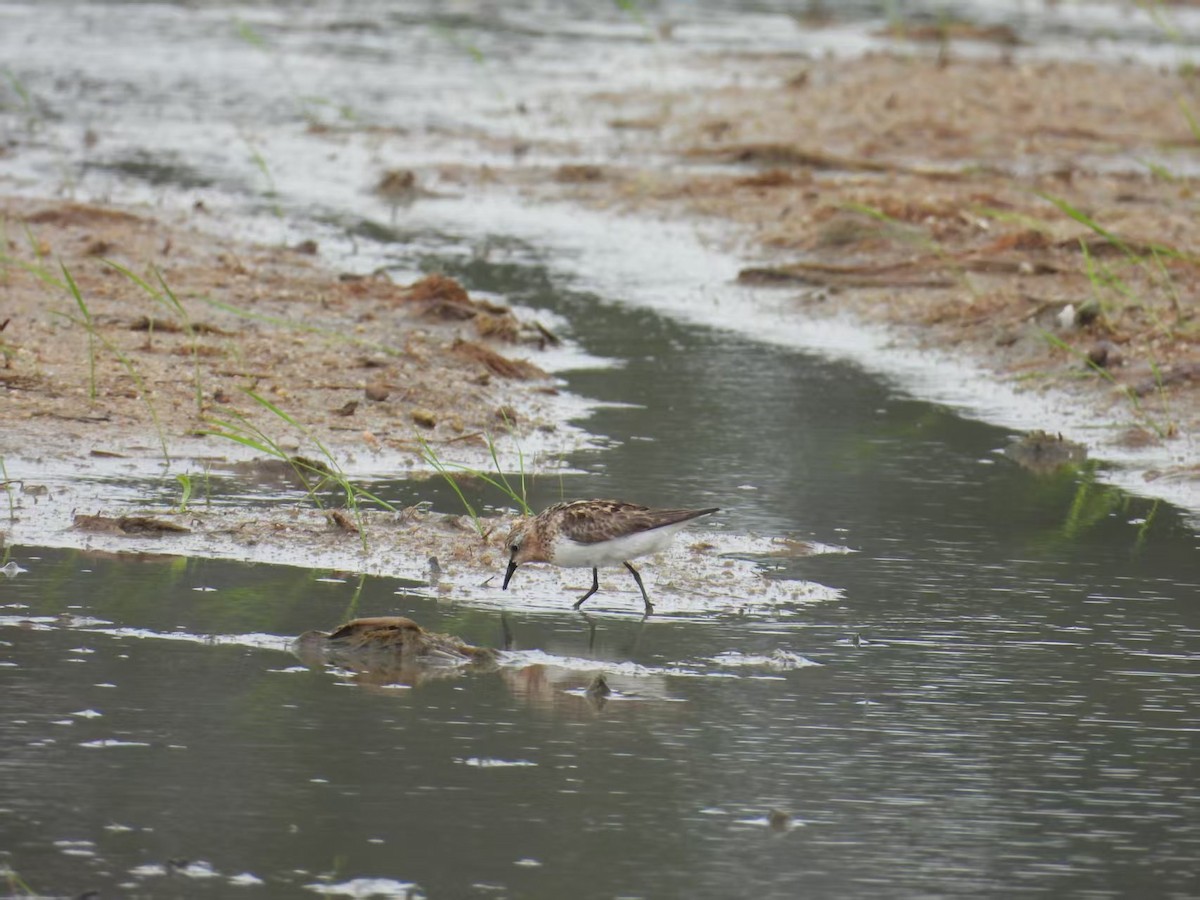 Red-necked Stint - ML640261225