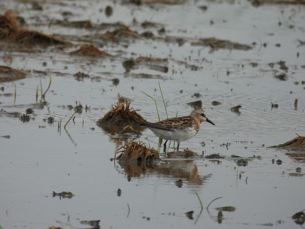 Red-necked Stint - ML640261229