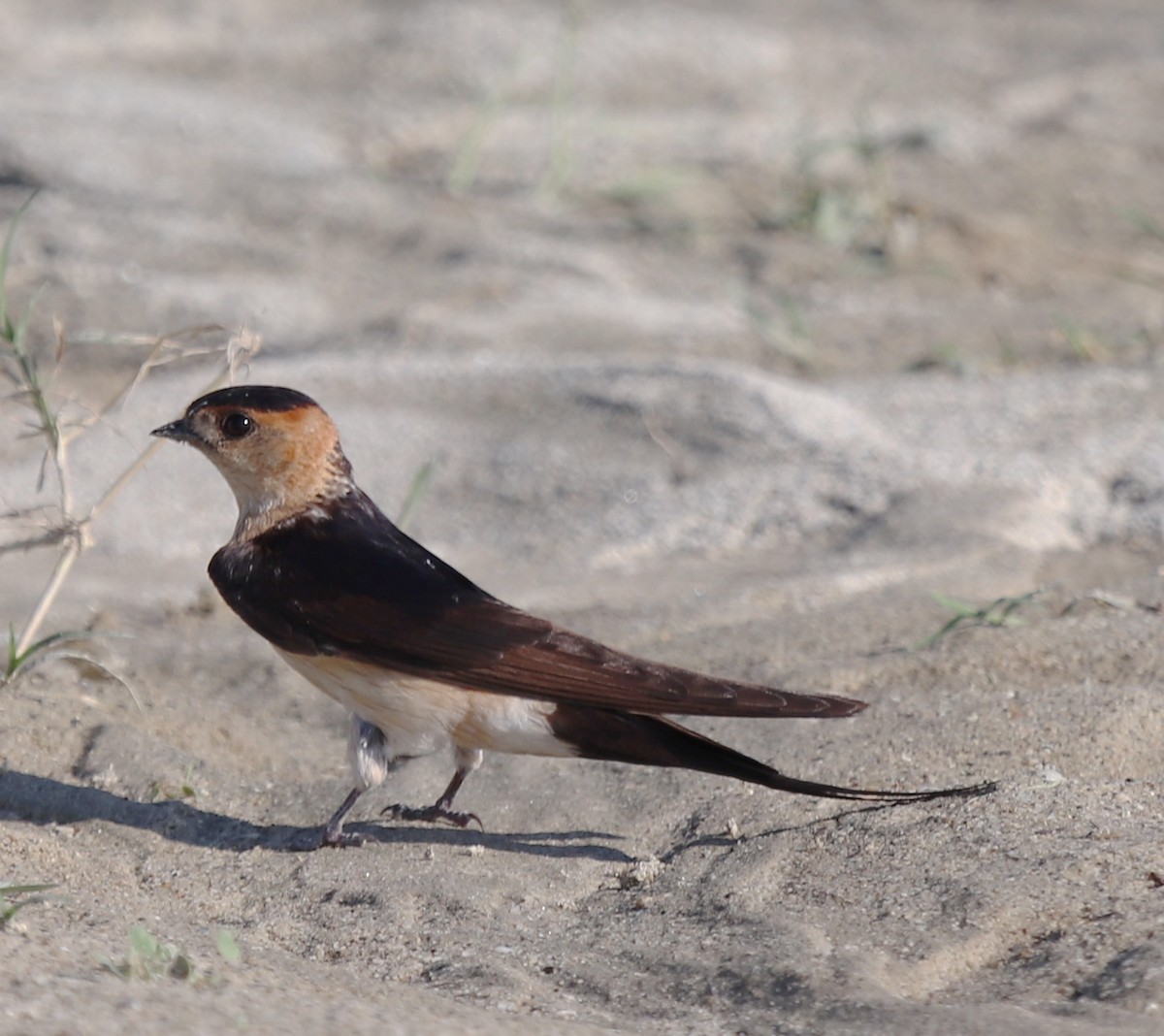 European Red-rumped Swallow - ML640261270