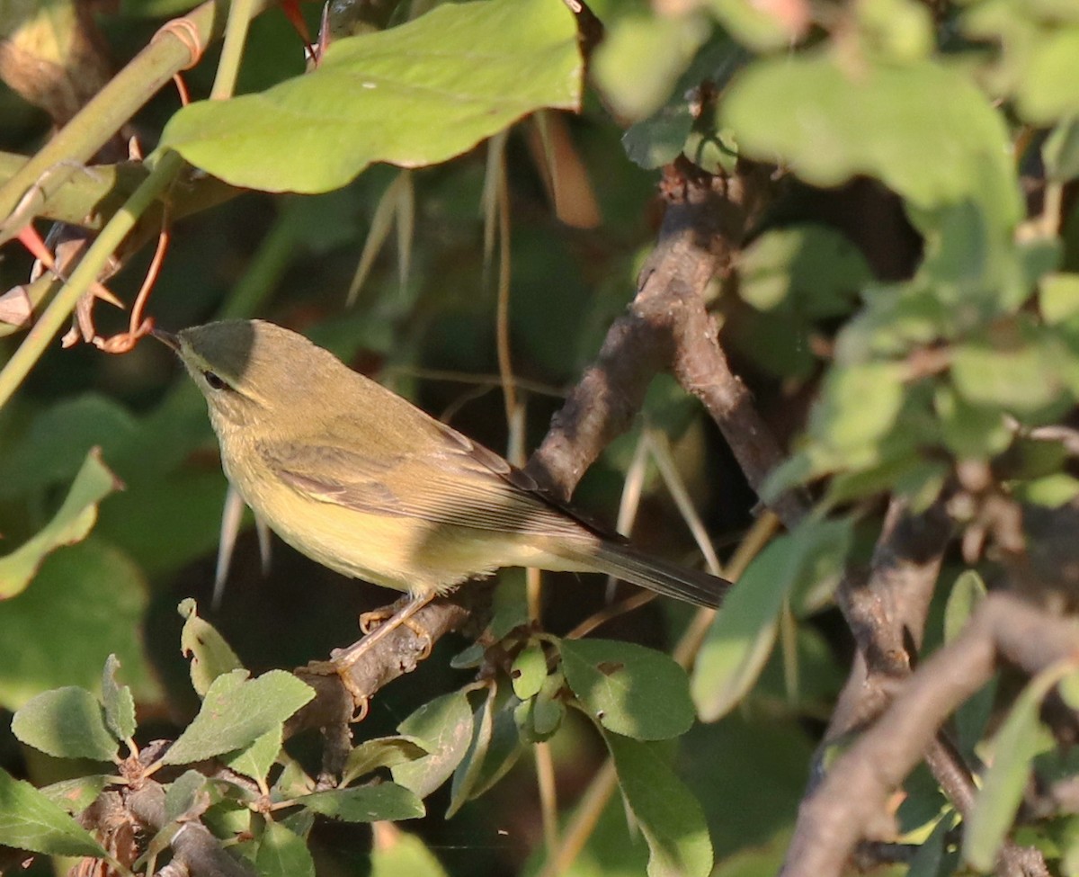 Willow Warbler - ML640261273