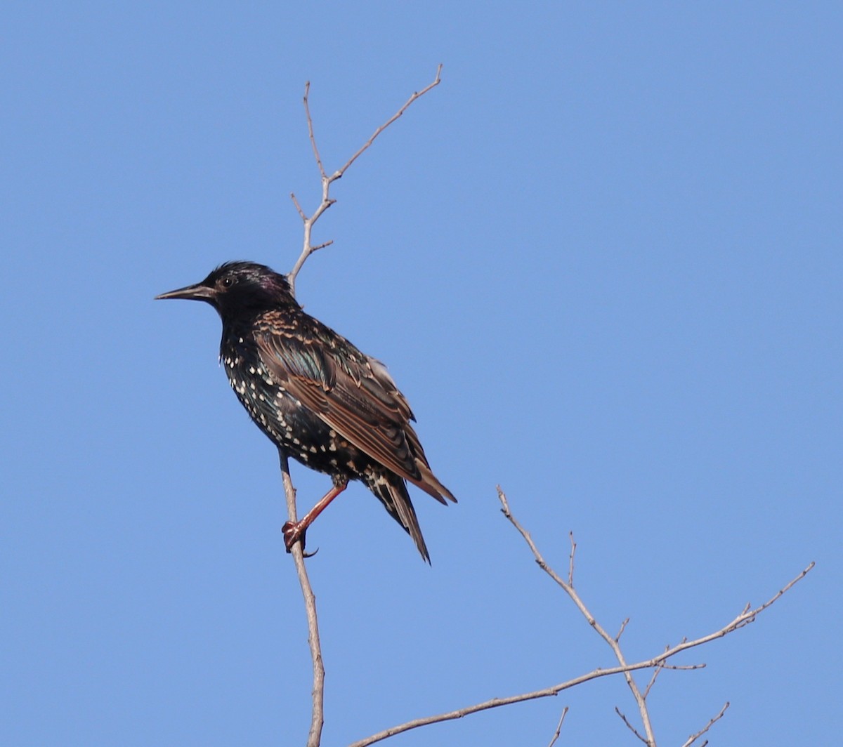 European Starling - ML640261277