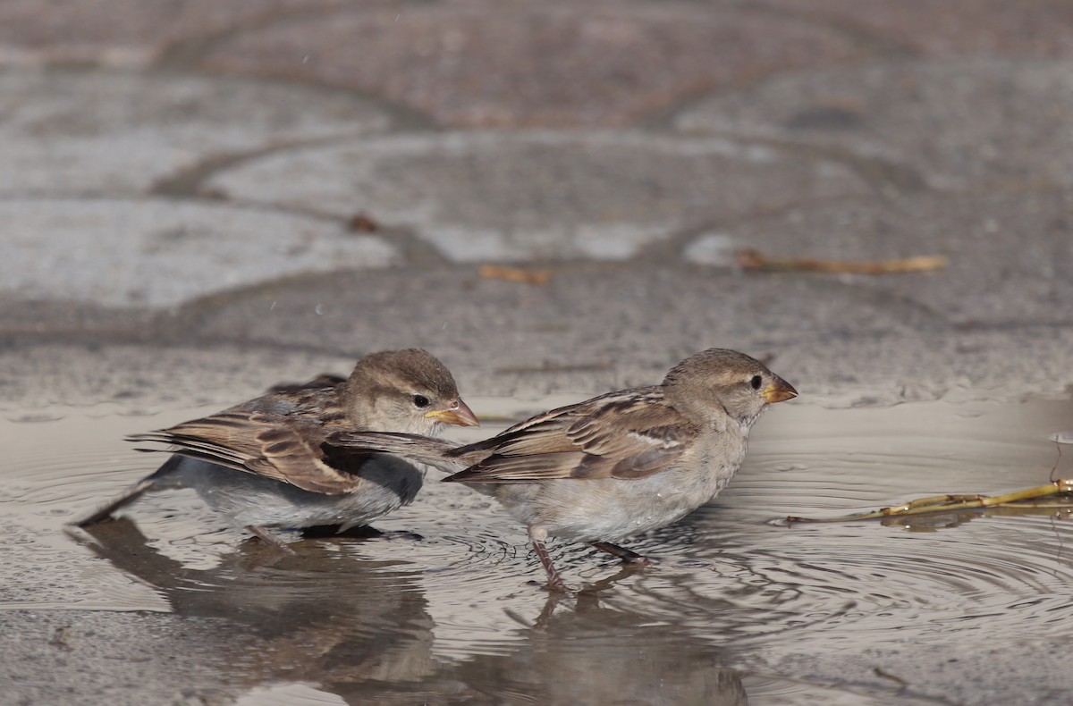 House Sparrow - ML640261279