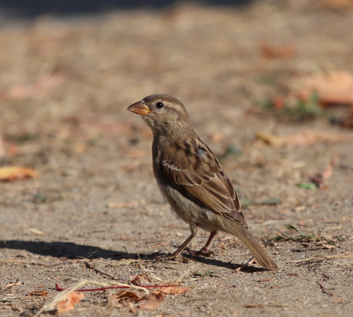 House Sparrow - ML640261290